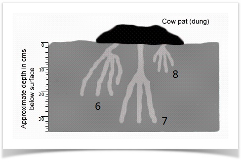 Dung Beetle Types - Label the diagram