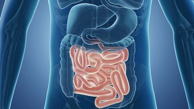3d illustration of small intestines, human body, anatomy