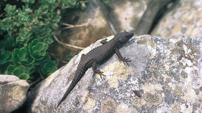 black girdle-tailed lizard