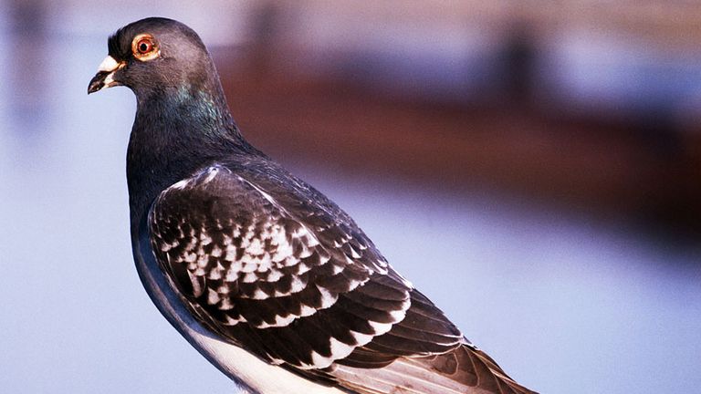 bird. pigeon. carrier pigeon or messenger pigeon, dove