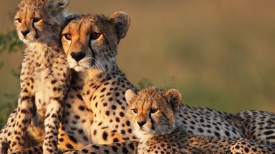 The cheetah is the fastest land animal over short distances. It has become an endangered species in Africa, and is almost extinct in Asia. Cheetah mother with young. Cheetah cubs