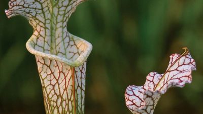 crimson pitcher plant