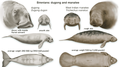 Features of dugongs and manatees compared.