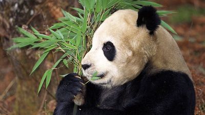 Panda bear, daytime, tree, eating, feeding, sitting, nature, giant panda, wildlife, bamboo, Asian, chewing, mammal, daylight, day, Ailuropoda melanoleuca, outdoors, habitat, outside, animal.