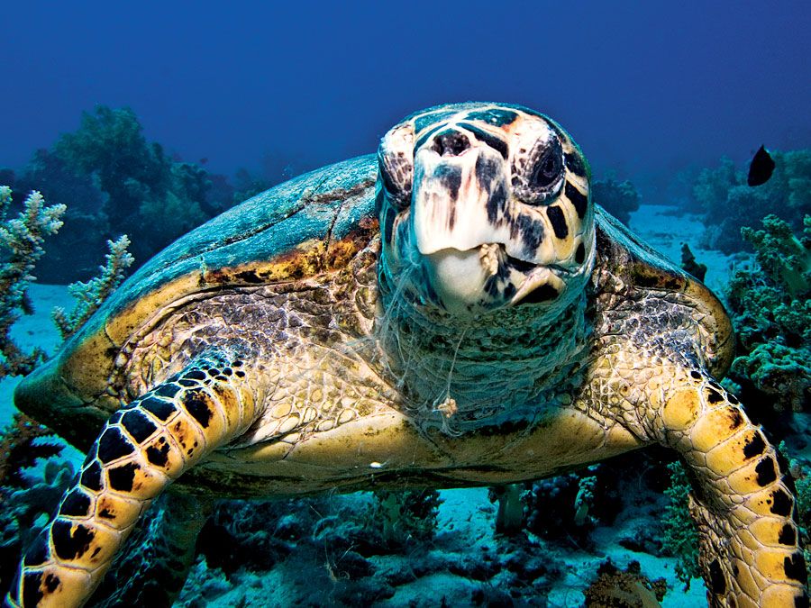 The hawksbill sea turtle (Eretmochelys imbricata) in Egypt, Africa largely tropical and common in coral reef habitats. Cheloniidae, Endangered. Homepage blog 2011, science and technology, animal