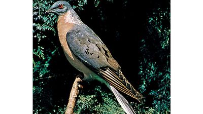 Passenger pigeon, mounted (Ectopistes migratorius)