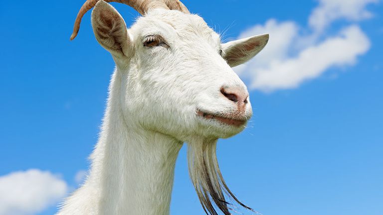 White goat with blue sky. Farm animal