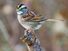 White-throated sparrow (Zonotrichia albicollis) at Shenandoah National Park, Virginia. (birds)