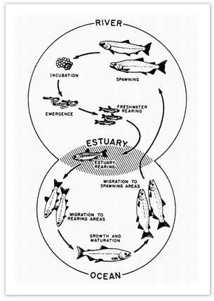 The life cycle of a salmon